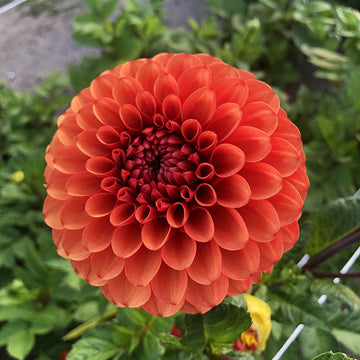 Dahlia Brown Sugar Live Plants