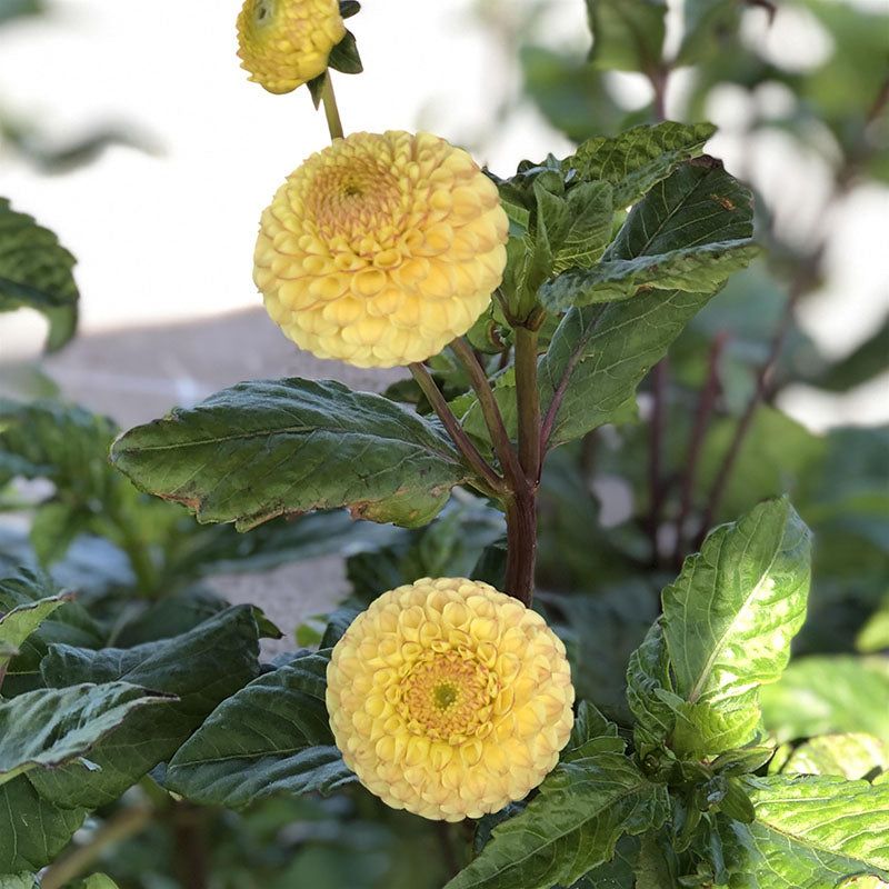 Dahlia Buttercup Live Plants