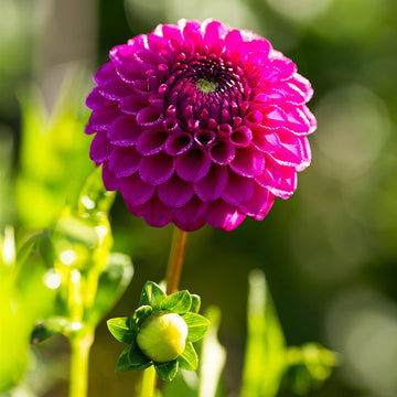 Dahlia Cryfield Harmony Live Plants