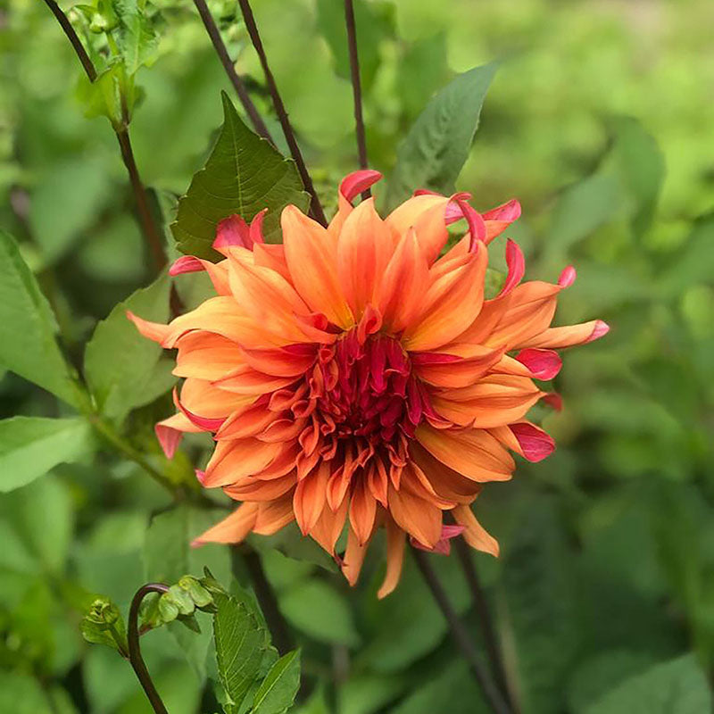 Dahlia Erpeler Ley Live Plants