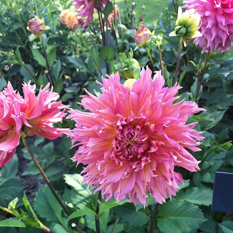 Dahlia Omega Live Plants