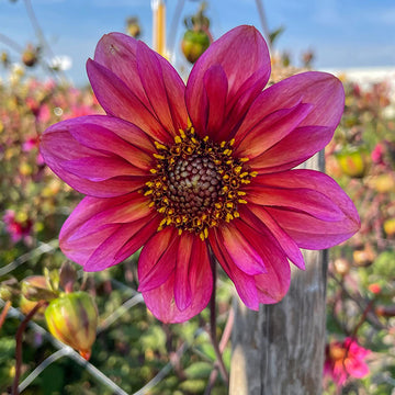 Dahlia Princess Nadine Live Plants