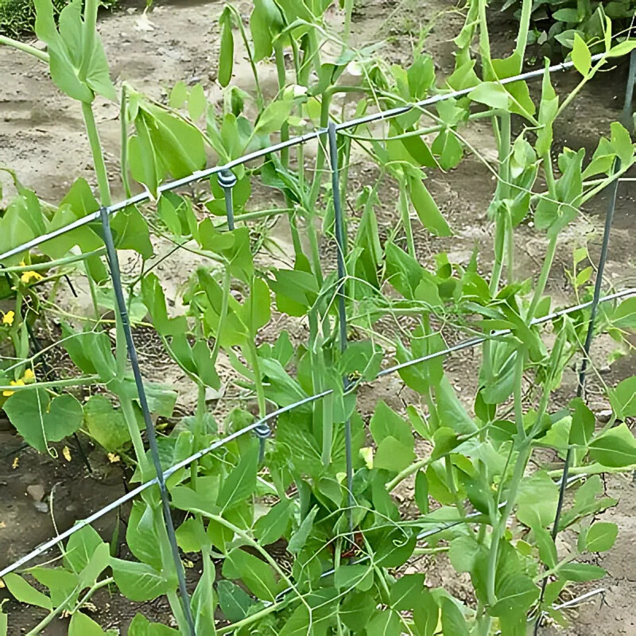 Folding Pea Trellis/Fence