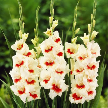 Gladiolus Ajax Live Plants