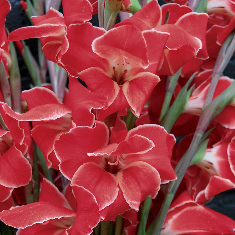 Gladiolus Atom Live Plants