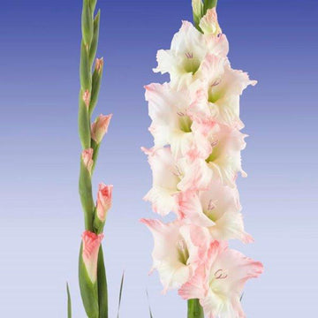 Gladiolus Careless Live Plants