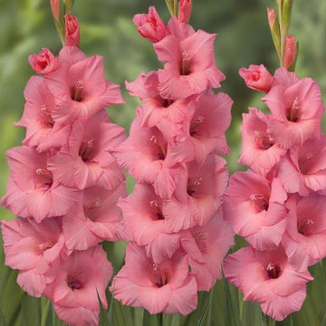 Gladiolus Fotarosa Live Plants