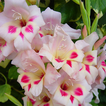 Gladiolus Mini Elvira Live Plants