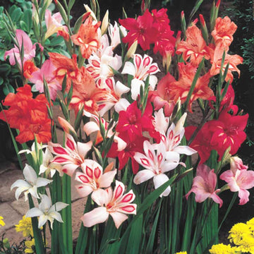 Gladiolus Mini Nanus Mix Live Plants