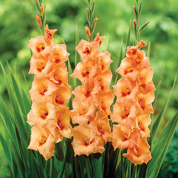 Gladiolus Peter Pears Live Plants