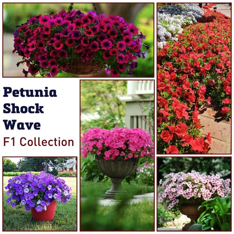 Petunia Shock Wave F1 Collection Seed