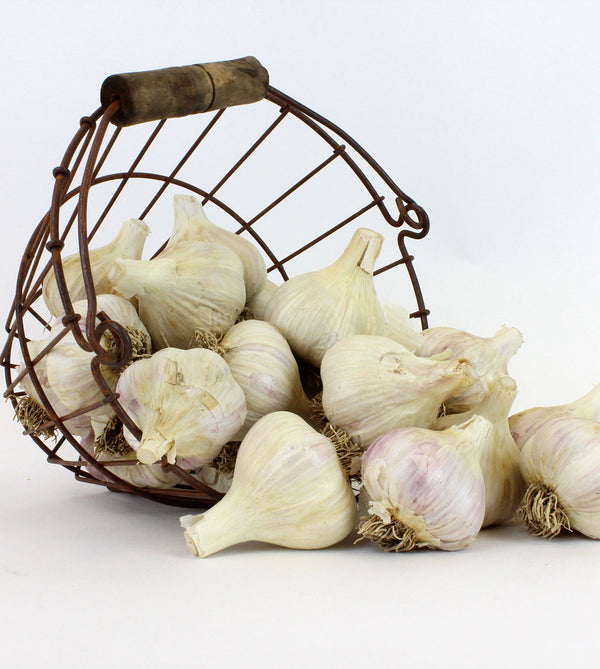 Garlic Bulbs for Fall - Now 30% Off!