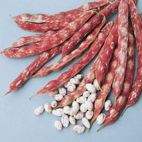 Bean French Horticultural Seed