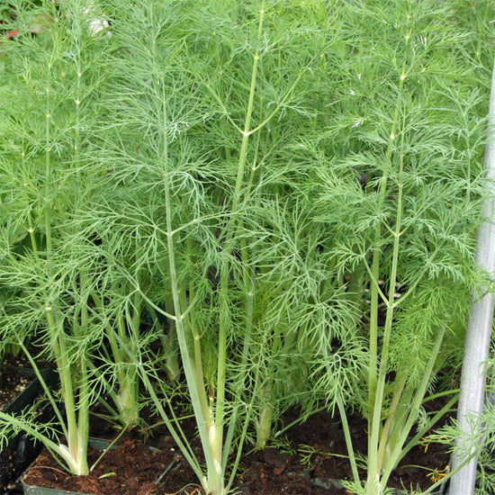 Dill Dukat Seed – Harris Seeds