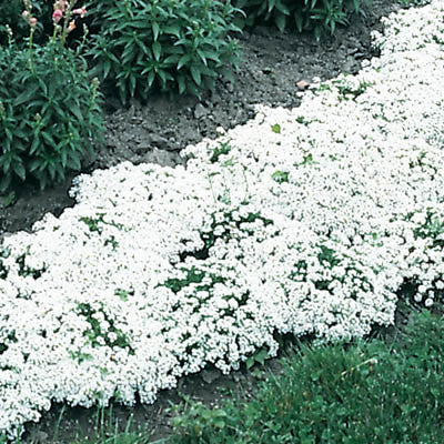 Alyssum New Carpet of Snow Seed – Harris Seeds