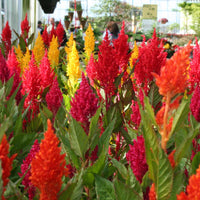 Celosia Century Mix Seeds