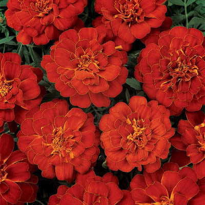 Marigold Durango Red Seed – Harris Seeds