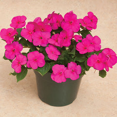 Impatiens Seeds - Grow Impatiens from Seed – Harris Seeds