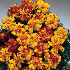 Marigold Seeds - Grow Marigold From Seed – Harris Seeds