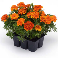 Marigold Bonanza Bolero Seed