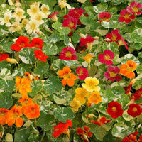 Nasturtium Alaska Mix Seed