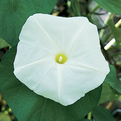 Ipomoea Moonflower Giant White Seed