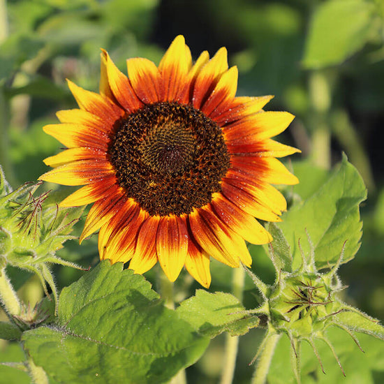 Sunflower Ring of Fire Seed – Harris Seeds