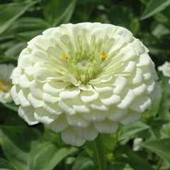 Zinnia Zowie Yellow Flame F1 Seed – Harris Seeds