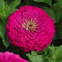 Zinnia Zowie Yellow Flame F1 Seed – Harris Seeds