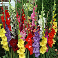 Gladiolus Commercial Grower Mix Live Plants