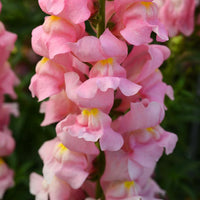 Snapdragon Rocket Pink F1 Seed