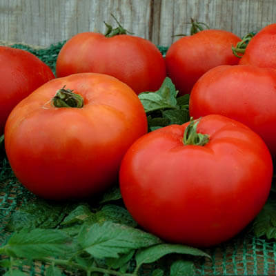 Tomato Red Mountain F1 Seed – Harris Seeds