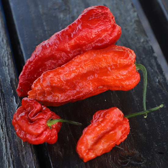 Pepper Ghost Pepper Multi-Colored Seed – Harris Seeds