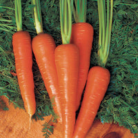 Carrot Moonraker F1 Seed