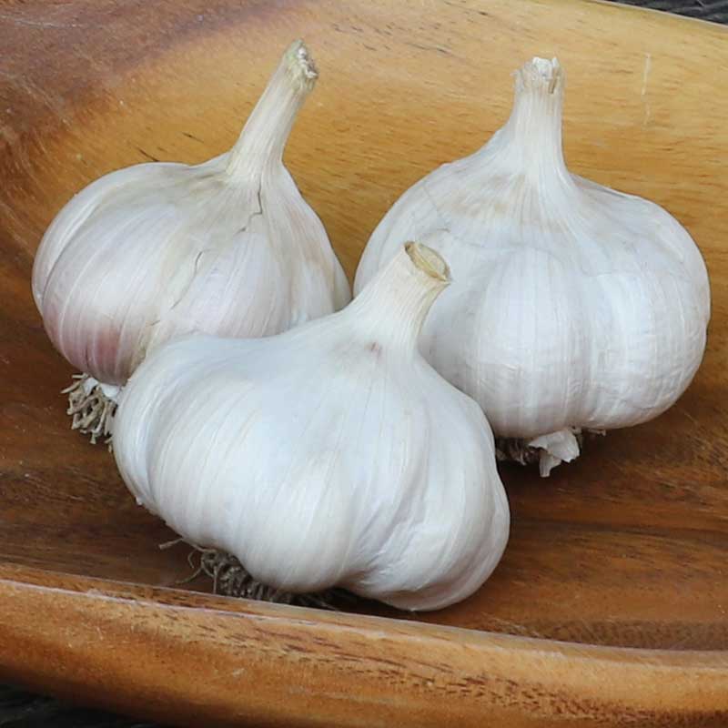 Hardneck Garlic