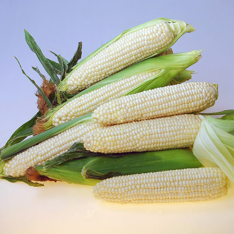 Sweet Corn Eden RMN F1 Seed – Harris Seeds