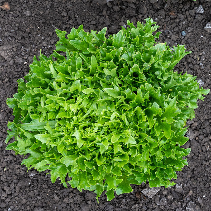 Organic Ezpark Lettuce