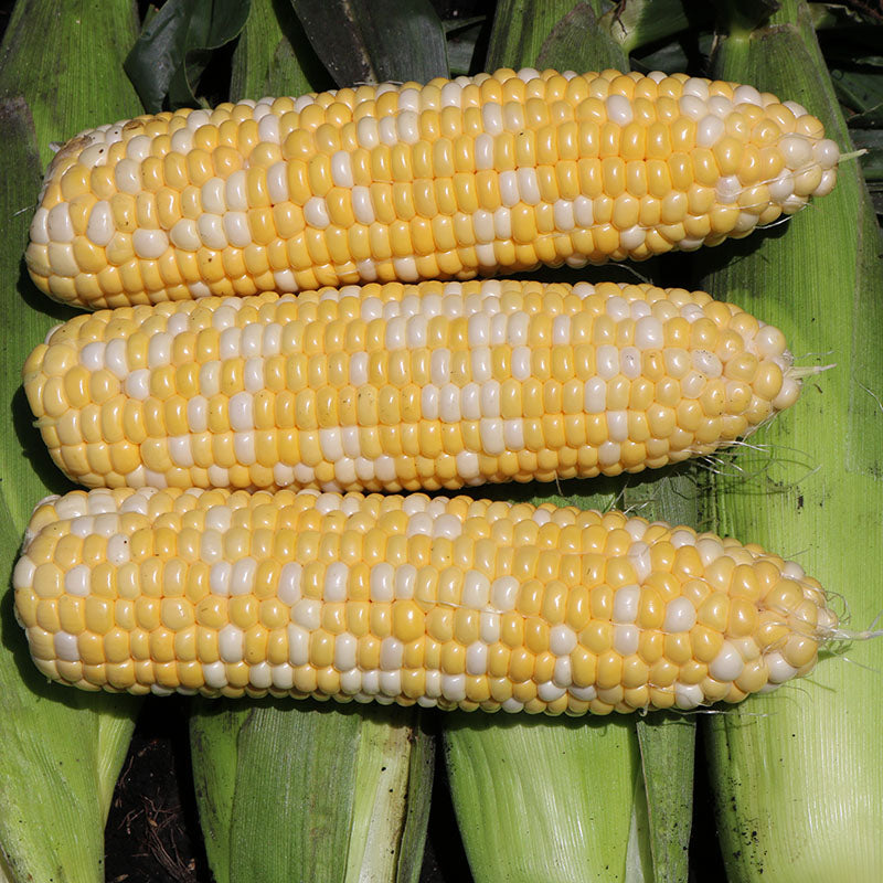 Sweet Corn Skyray F1 Seed