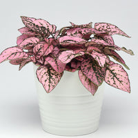 Hypoestes Splash Select Pink Seed