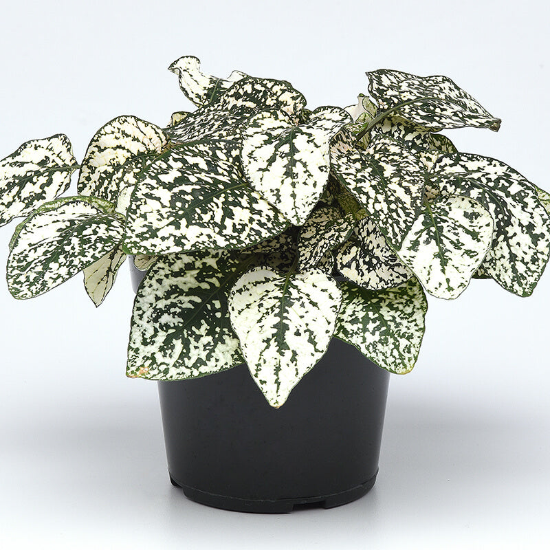 Hypoestes Splash Select White Seed – Harris Seeds