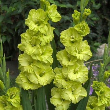 Gladiolus Green Star Live Plants