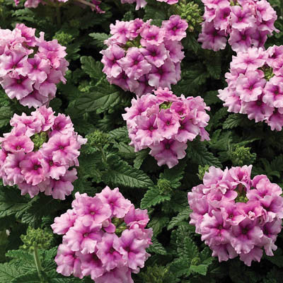 Verbena Tuscany Orchid Frost Seed – Harris Seeds