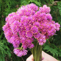 Gomphrena Fireworks Seed