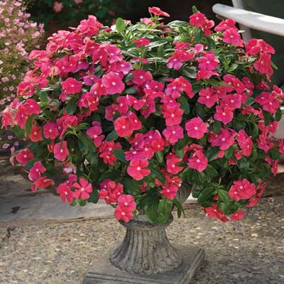 Vinca Cora Cascade Cherry F1 – Harris Seeds