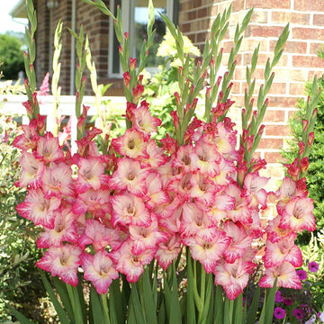 Gladiolus Priscilla Live Plants