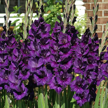 Gladiolus Purple Flora Live Plants