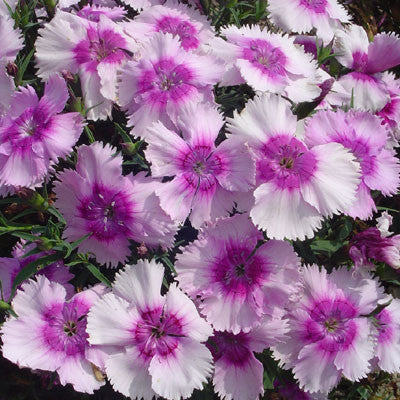 Dianthus Diana Lavender Picotee F1 Seed – Harris Seeds