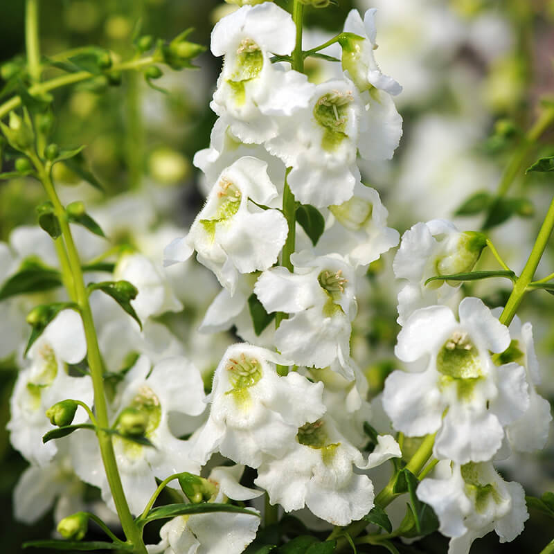 Angelonia Serenita White F1 Seed – Harris Seeds