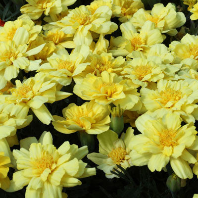 Marigold Alumia Vanilla Cream Seed – Harris Seeds