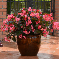 Begonia Megawatt Bronze Leaf Rose F1 Seed